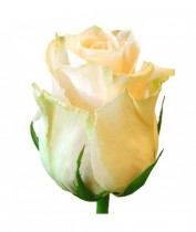 Роза кремовая Украина 60-70 см. 